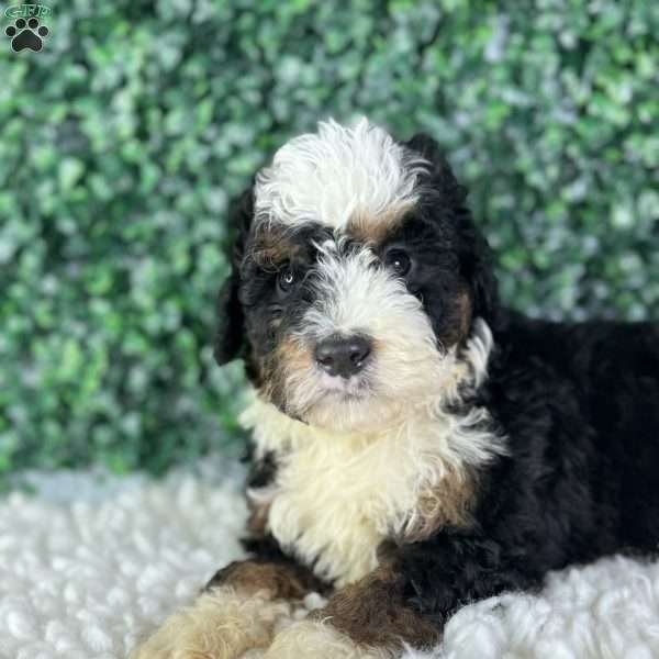 Ace, Mini Bernedoodle Puppy
